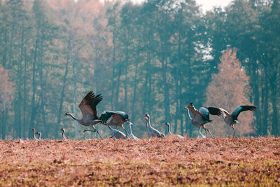 Group of common cranes grus grus fly away.