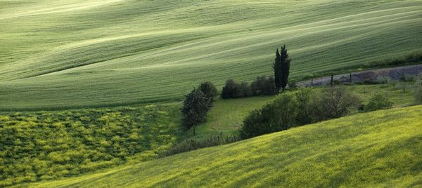 Scenic view of agricultural field