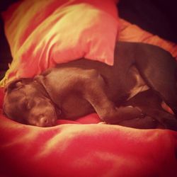 Dog sleeping on sofa