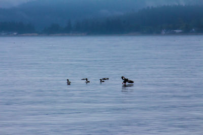 Swans swimming in lake