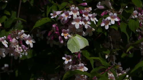 Close-up of flowers blooming outdoors