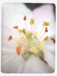 Close-up of flowers