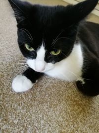 High angle portrait of cat relaxing at home