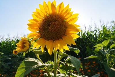 Close-up of sunflower on field against sky