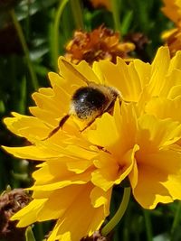 Close-up of bee on yellow flower