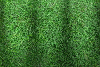 Full frame shot of grass on field