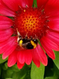 Close-up of honey bee on red flower