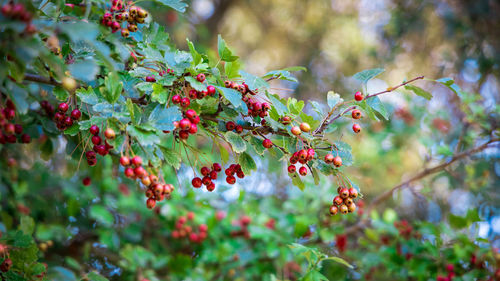 Close-up of red berries growing on tree