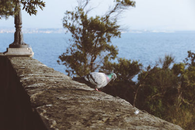 Seagull perching on a rock
