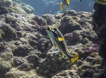 Close-up of fish swimming in sea