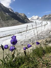 Close-up of purple flowering plants on field against mountains