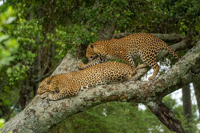 Leopard climbs past another lying on branch