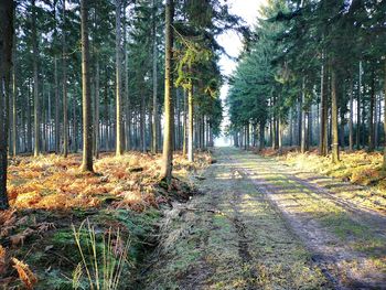 Trees growing in forest