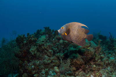 Angel fish swimming in sea