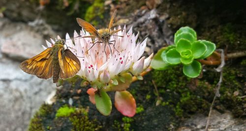 Close-up of butterfly pollinating on flower