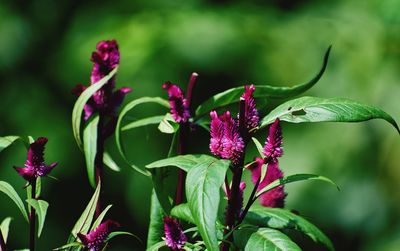 Close-up of purple flowering plant