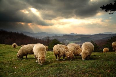 Sheep grazing on grassy field against cloudy sky