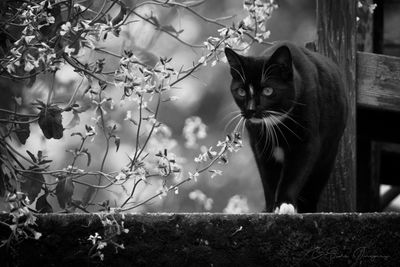 Close-up portrait of cat