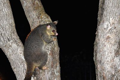 Close-up of birds on tree trunk at night