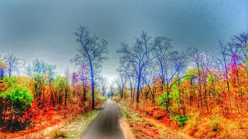 Road passing through trees