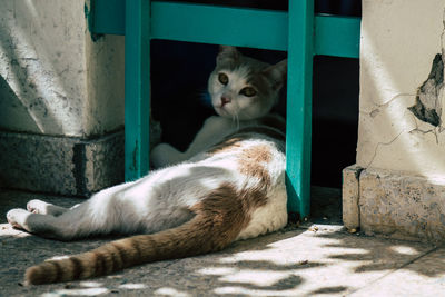 Portrait of cat relaxing outdoors