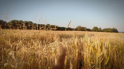 Crops growing on field against sky