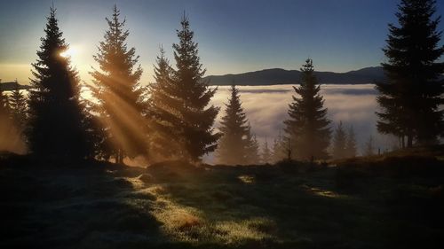 Pine trees in forest against sky during sunset