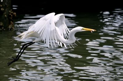 White birds flying over lake