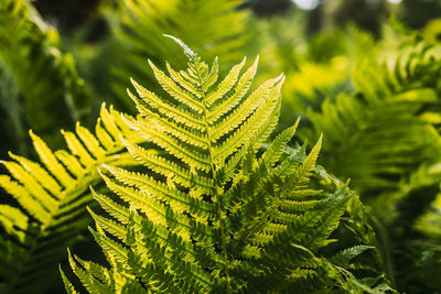 Close-up of fern leaves