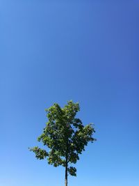 Tree against clear blue sky