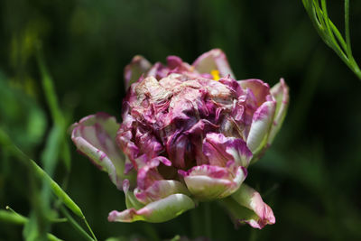 Close-up of pink flowering plant