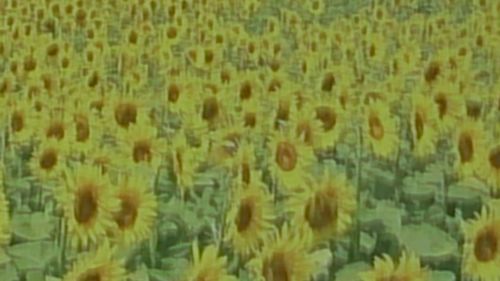 Yellow flowers growing in field