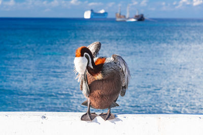 Close-up of bird perching on the sea