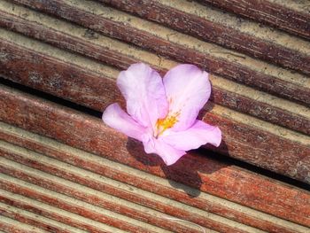 High angle view of pink flower on wood