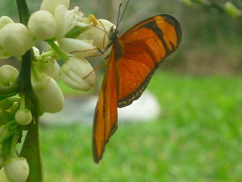 Close-up of butterfly on plant