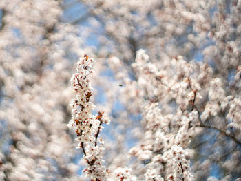 Close-up of cherry blossom