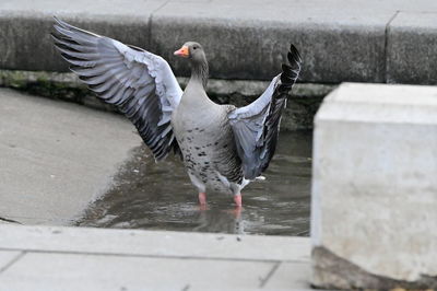 bird