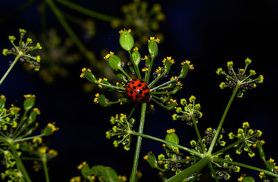 Close-up of insect on flower