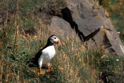 Bird perching on a field