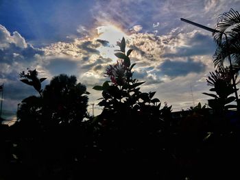 Low angle view of silhouette trees against sky