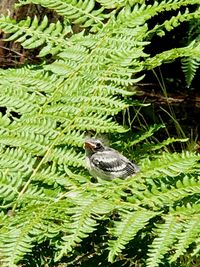 High angle view of bird perching on plant