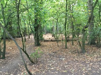 View of trees in the forest