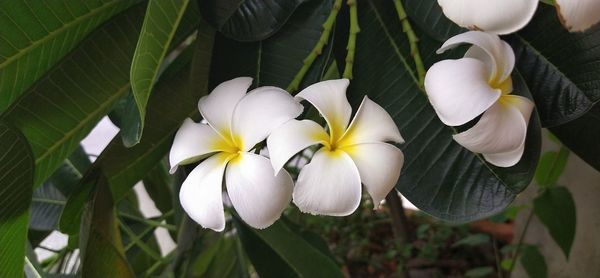 Close-up of white flowering plant