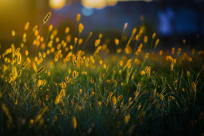 Close-up of plants on field