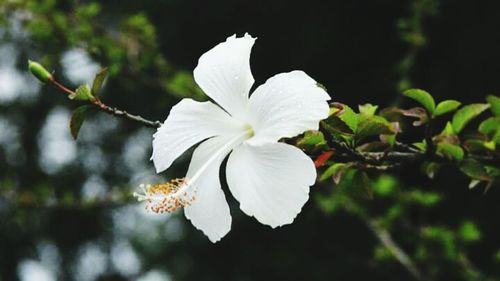 Close-up of white flower