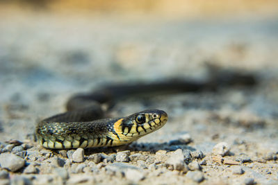 Grass snake on a gravel road, close-up on the head