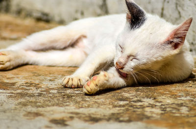 Close-up of cat sleeping