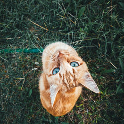 Portrait of cat on field