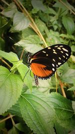 Butterfly perching on leaf