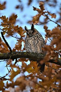 Long eared owl in an oak tree